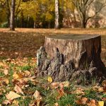 Stump Grinding vs. Stump Removal: Which is Best for You?