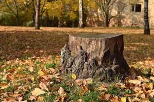 Blog 2 Tree removal services