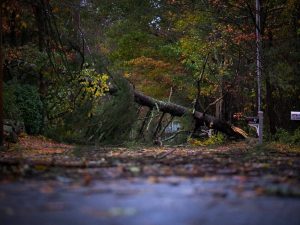 Read more about the article Diagnosing Sick Trees: How to Spot the Signs and What to Do About It