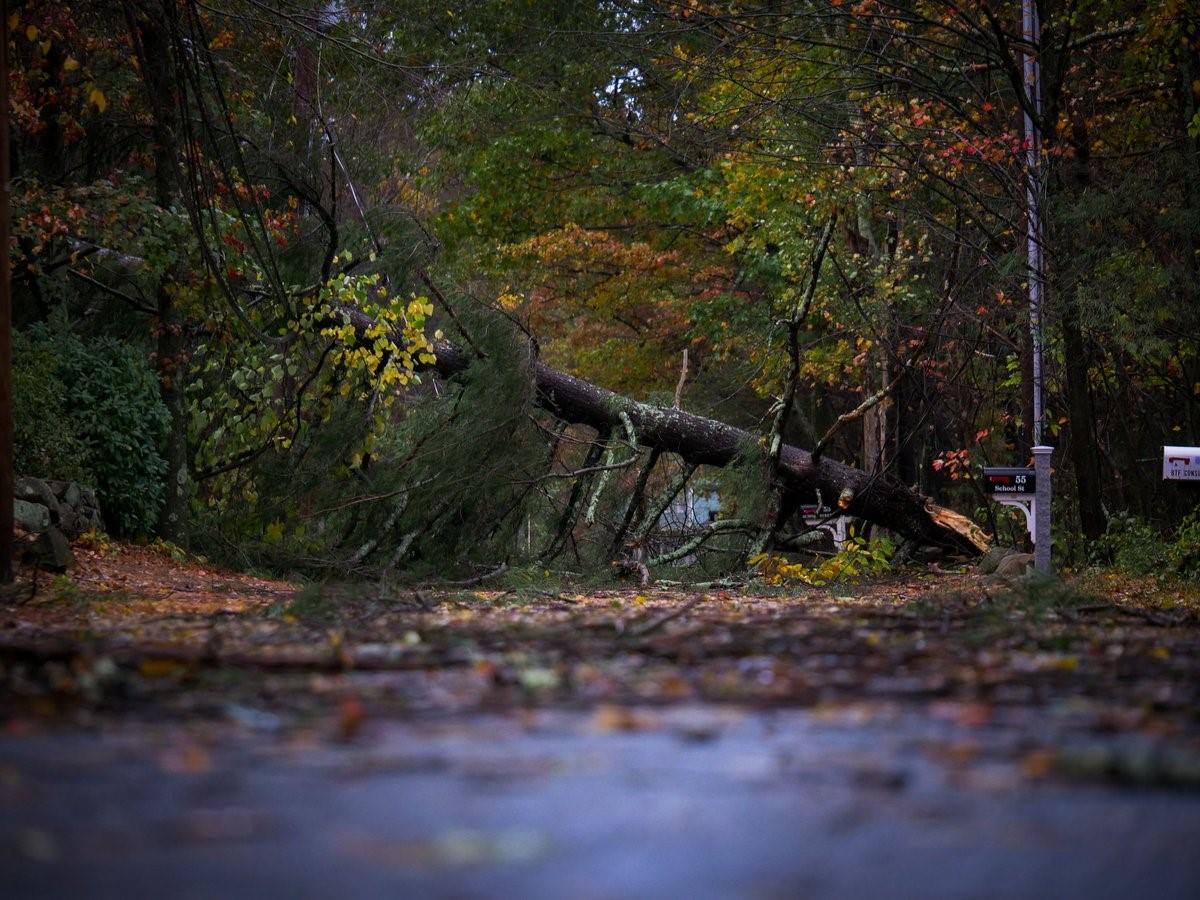 Read more about the article Diagnosing Sick Trees: How to Spot the Signs and What to Do About It