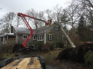 Read more about the article Emergency Tree Service When Every Minute Counts