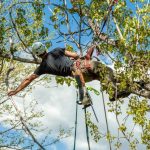 Spring Into Action: Preparing Your Trees for Seasonal Changes