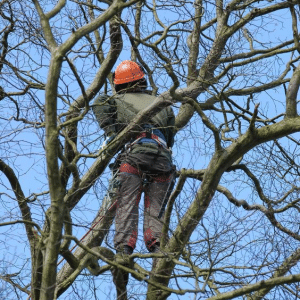 Read more about the article Tree Pruning 101: Why January Is the Best Time to Schedule