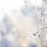 Winter Prep 101: Keep Your Trees Healthy This Season