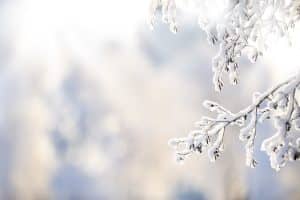 Read more about the article Winter Prep 101: Keep Your Trees Healthy This Season