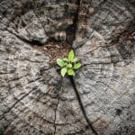 5 Ways to Care for a Dying Tree Before It’s Too Late